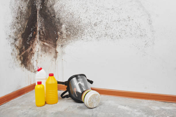 Best Certified Mold Removal  in Ten Mile Run, NJ