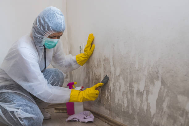Best Attic Mold Removal  in Ten Mile Run, NJ