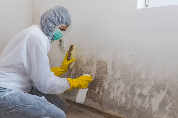 Best Same-Day Mold Removal  in Ten Mile Run, NJ