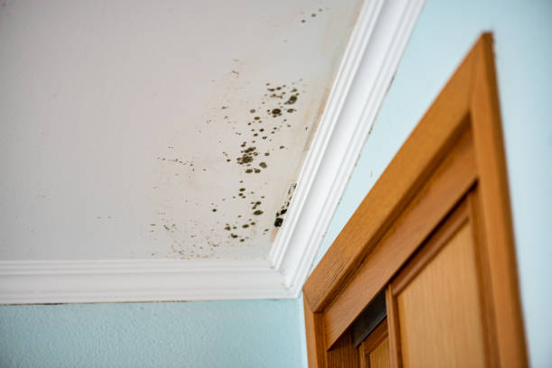 Best Home Mold Removal  in Ten Mile Run, NJ