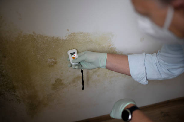 Trusted Ten Mile Run, NJ Mold Removal Experts