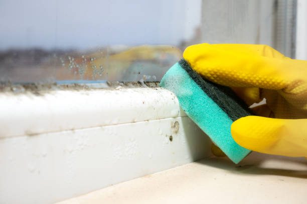 Best Commercial Mold Removal  in Ten Mile Run, NJ