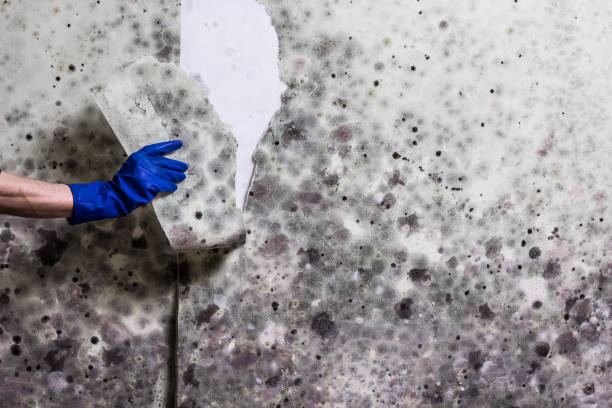 Best Mold Testing  in Ten Mile Run, NJ