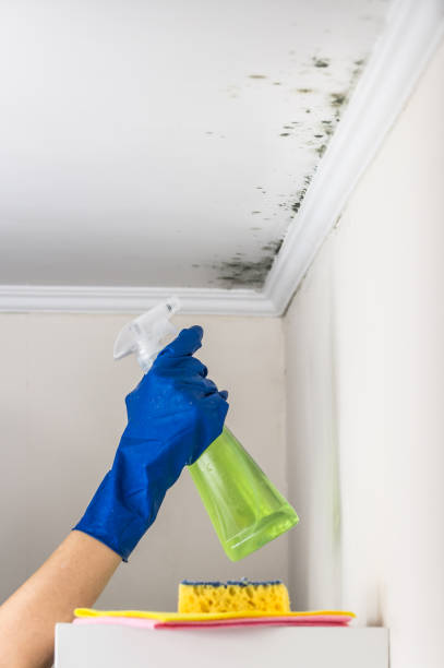 Best Residential Mold Removal  in Ten Mile Run, NJ